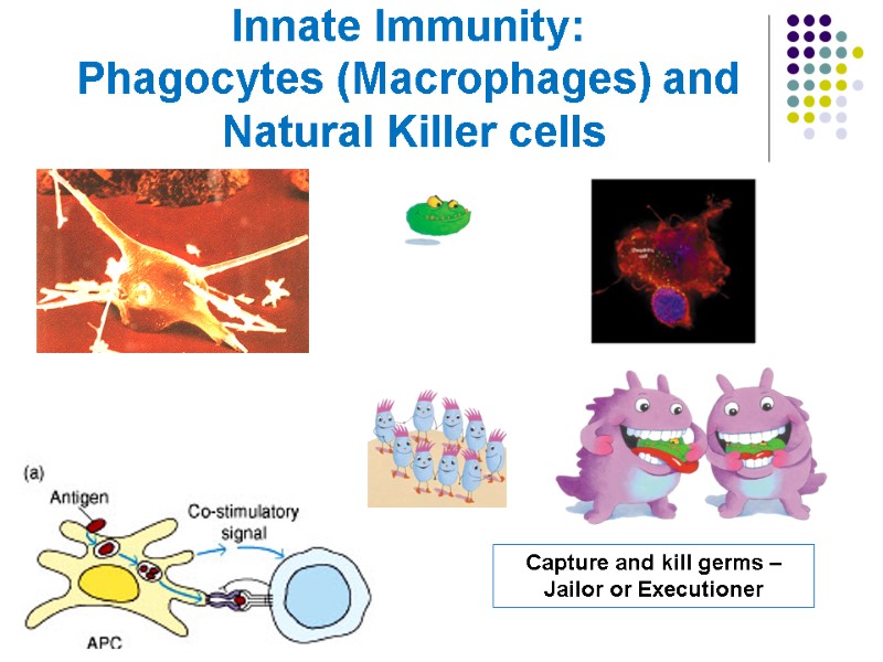 Innate Immunity: Phagocytes (Macrophages) and  Natural Killer cells Capture and kill germs –